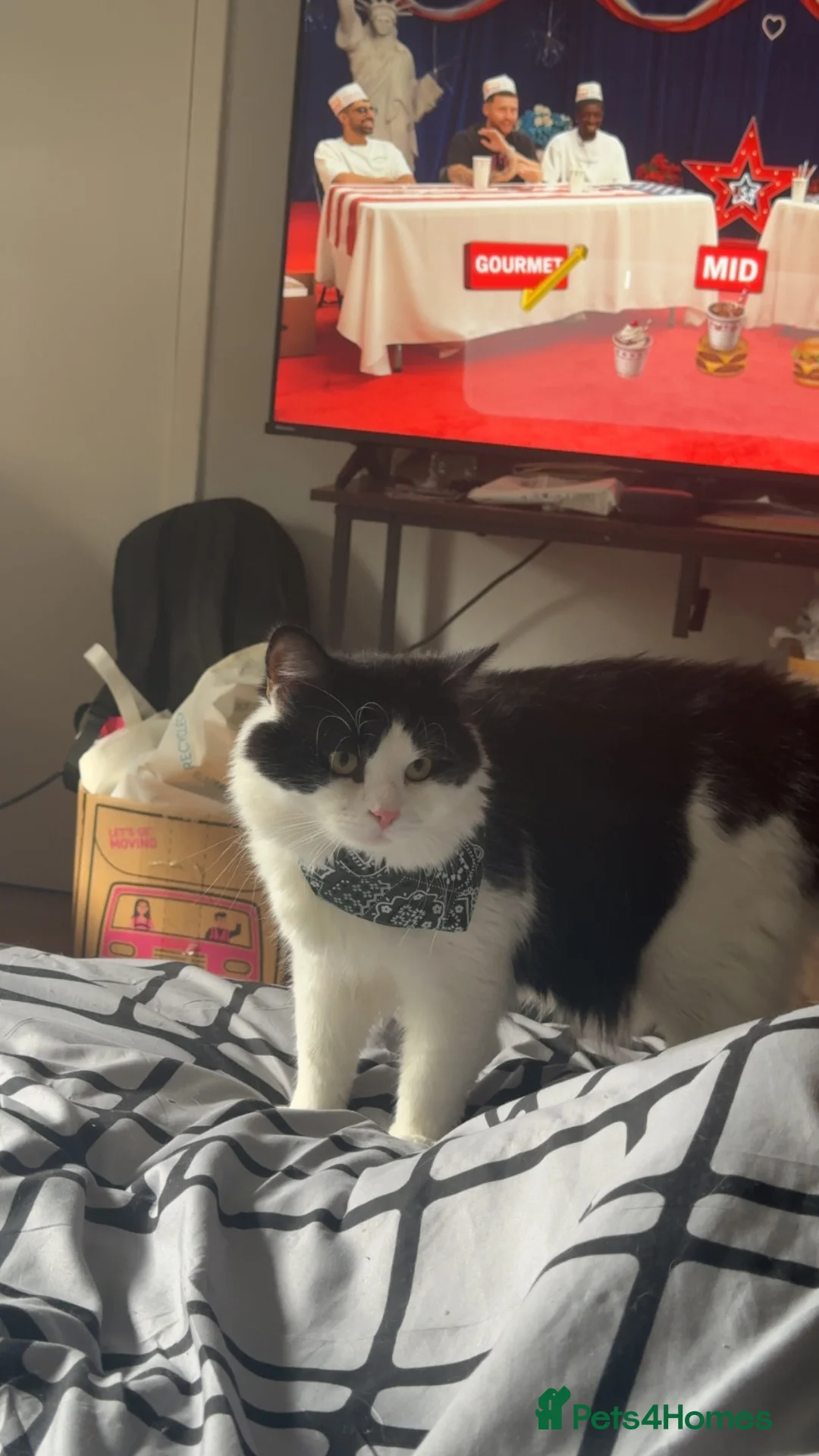 Mixed Breed cats for sale: Kitten for sale in Edinburgh - Advert 5