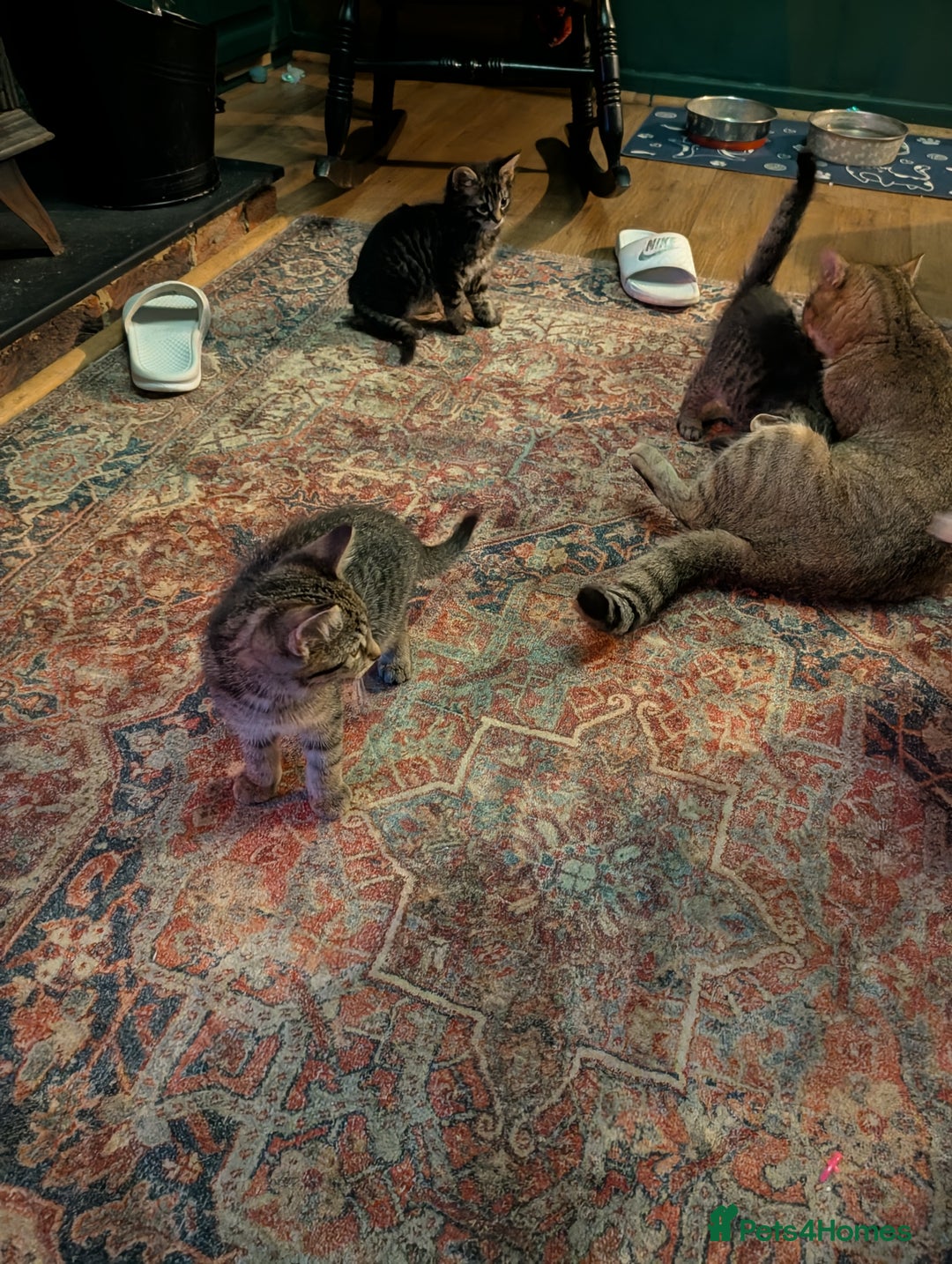 Domestic Shorthair cats for sale: Babies ready for their new homes NOW 🥰 - Image 13