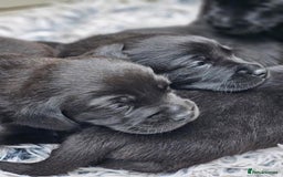 Labrador Retriever dogs for sale: Stunning Labrador KC Registered Puppies - Image 6