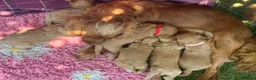 Cavapoo dogs for sale: Perfect homebred red F1 Cavapoo puppies  - Advert 10