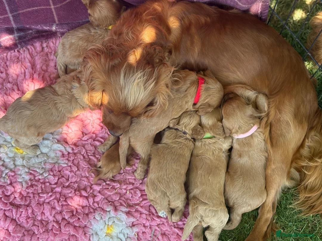 Cavapoo dogs for sale: Perfect homebred red F1 Cavapoo puppies  - Advert 10