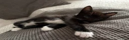 Mixed Breed cats for sale: Main coon X British short hair kittens  in Chessington - Advert 10