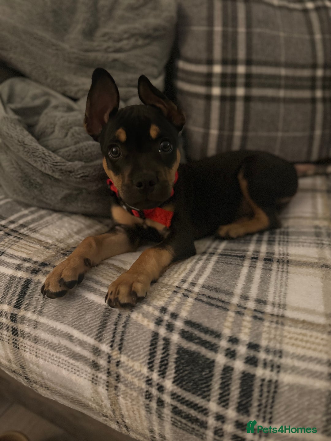 Mixed Breed dogs for sale: Kye 16 weeks old  - Image 7