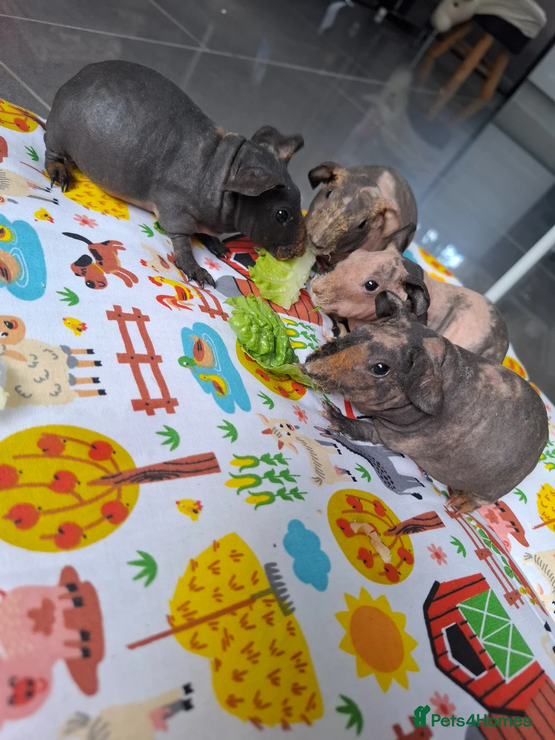 Guinea Pig rodents for sale: Purebred skinny pigs - Advert 2