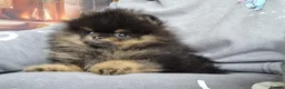 Pomeranian dogs for sale: THE LAST ONE luxury Pomeranian Puppy for sale!!! - Advert 10