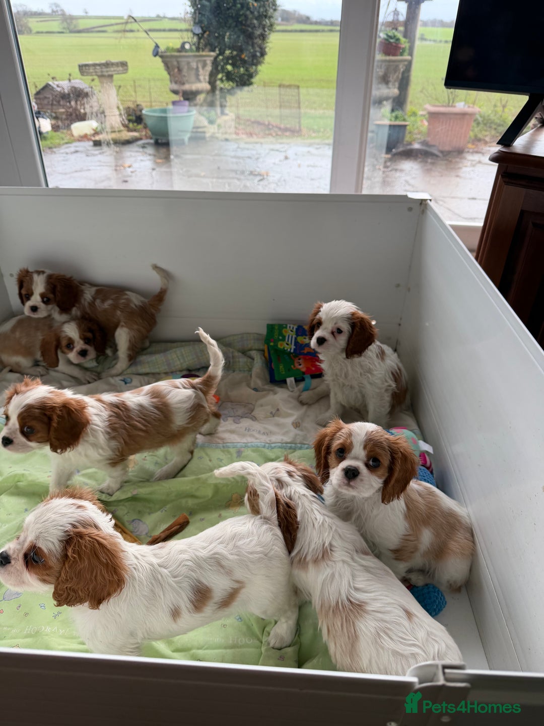 Cavalier King Charles Spaniel dogs for sale: Kc registered cavalier king charles puppies - Advert 21