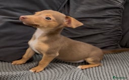 Jack Russell dogs for sale: ❤️Beautiful Jackrussels❤️ - Image 7
