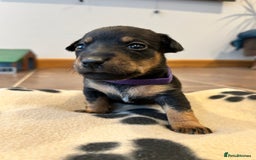 Jack Russell dogs for sale: Jack Russell puppies  - Image 2