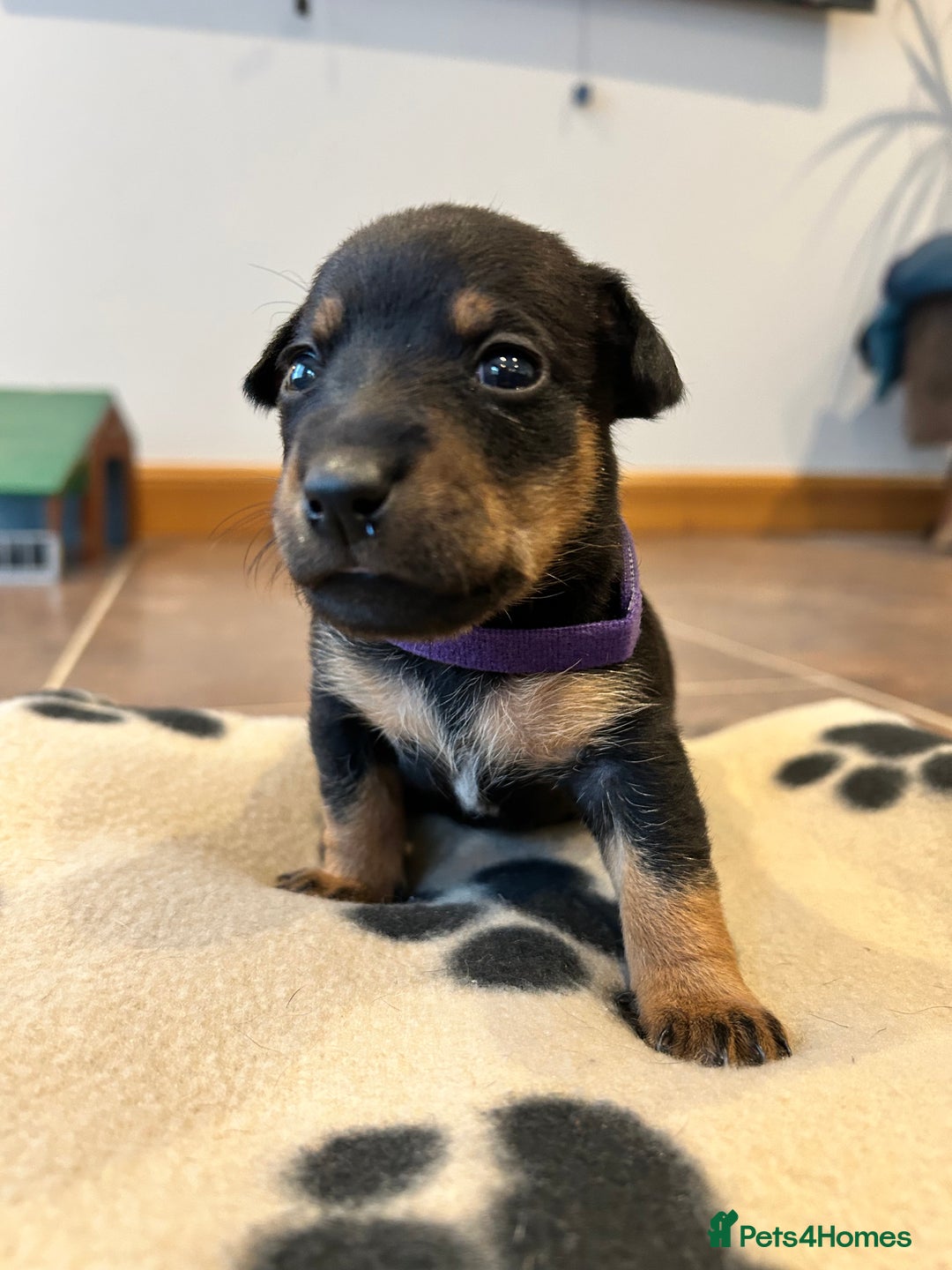 Jack Russell dogs for sale: Jack Russell puppies  - Image 2