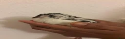 Quail poultry for sale: 6 Japanese Coturnix Quail x6 (2 Males & 4 Females) - Advert 14
