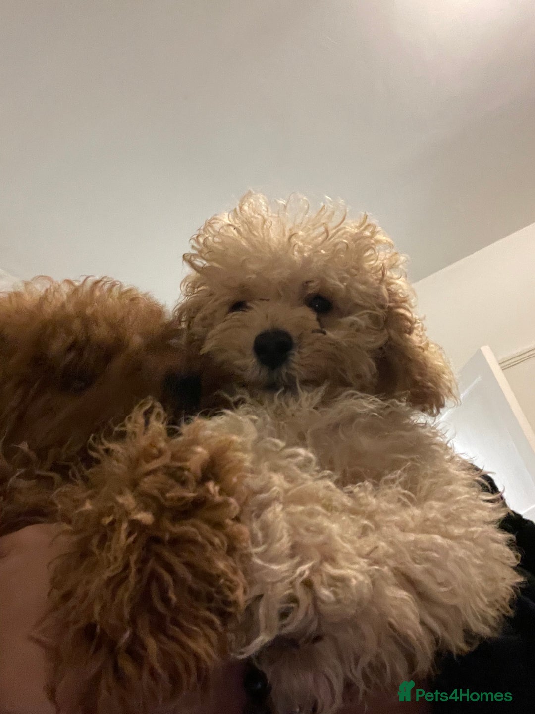 Toy Poodle dogs for sale: Stunning tiny toy poodles  - Advert 6