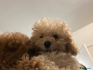 Toy Poodle dogs 🧸Stunning tiny toy poodles mini teddy bears 🧸 - Advert 3
