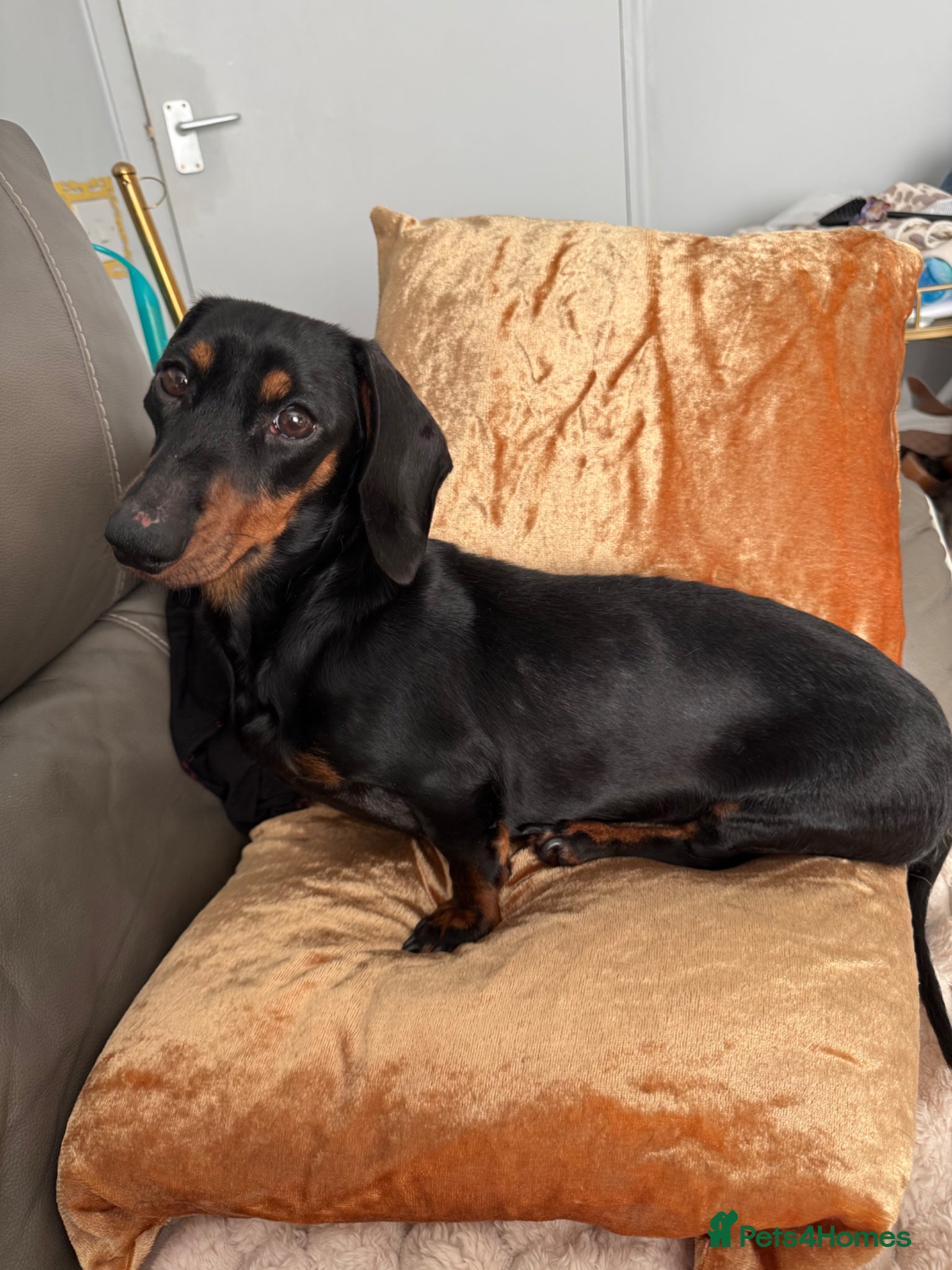 Dachshund dogs Beautiful 2 year old Black and Tan Roxie for sale - Advert 2