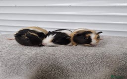 Guinea Pig rodents for sale: Female baby guinea pigs - Ready to leave - Image 1