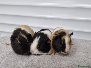 Guinea Pig rodents Female baby guinea pigs - Ready to leave - Advert 7
