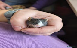 Mouse rodents for sale: Baby mice mixed  - Image 1
