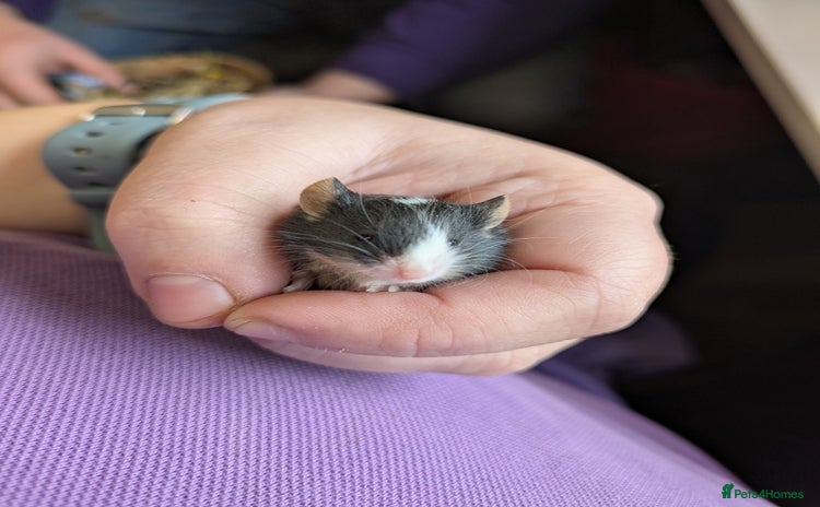 Mouse rodents for sale - Advert 1