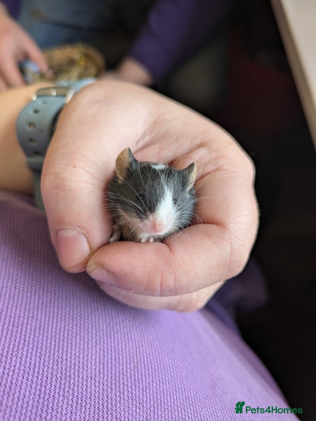 Mouse rodents for sale: Baby mice mixed  - Image 1