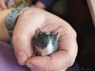 Mouse rodents - Advert 25