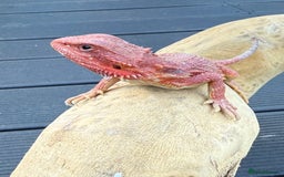 Bearded Dragon reptiles for sale: Bearded Dragon Babies  - Image 10