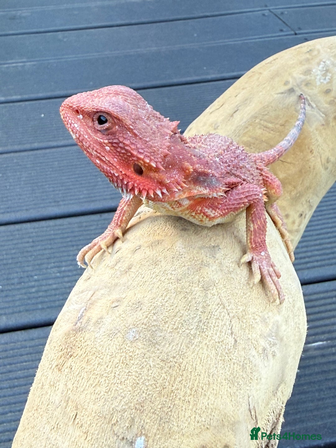 Bearded Dragon reptiles for sale: Bearded Dragon Babies  - Image 10