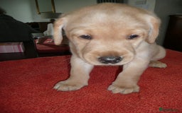 Labrador Retriever dogs for sale: Labrador puppies -1 black girl & 3 black boys left - Image 21