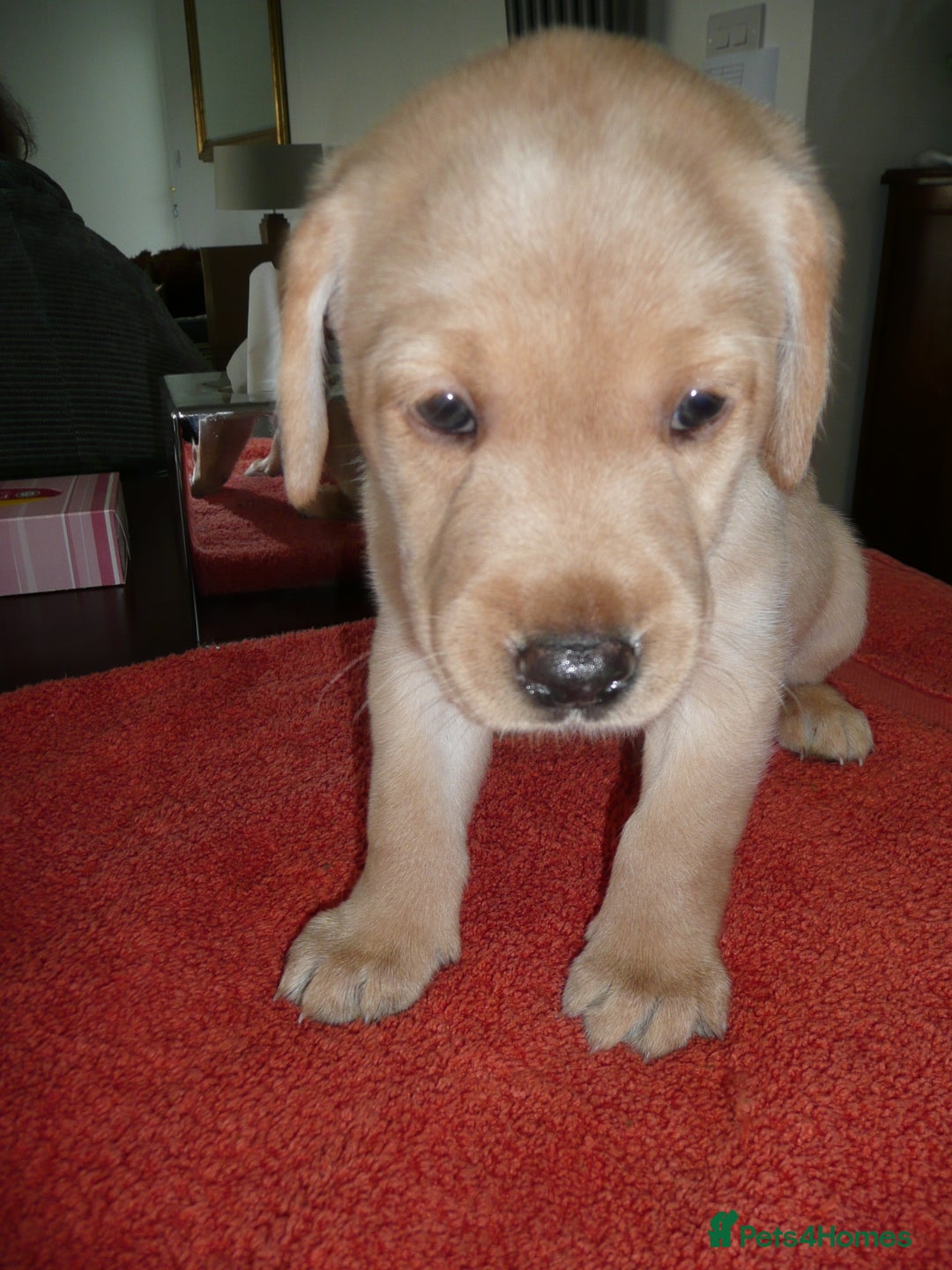 Labrador Retriever dogs for sale: Labrador puppies -1 black girl & 3 black boys left - Image 21