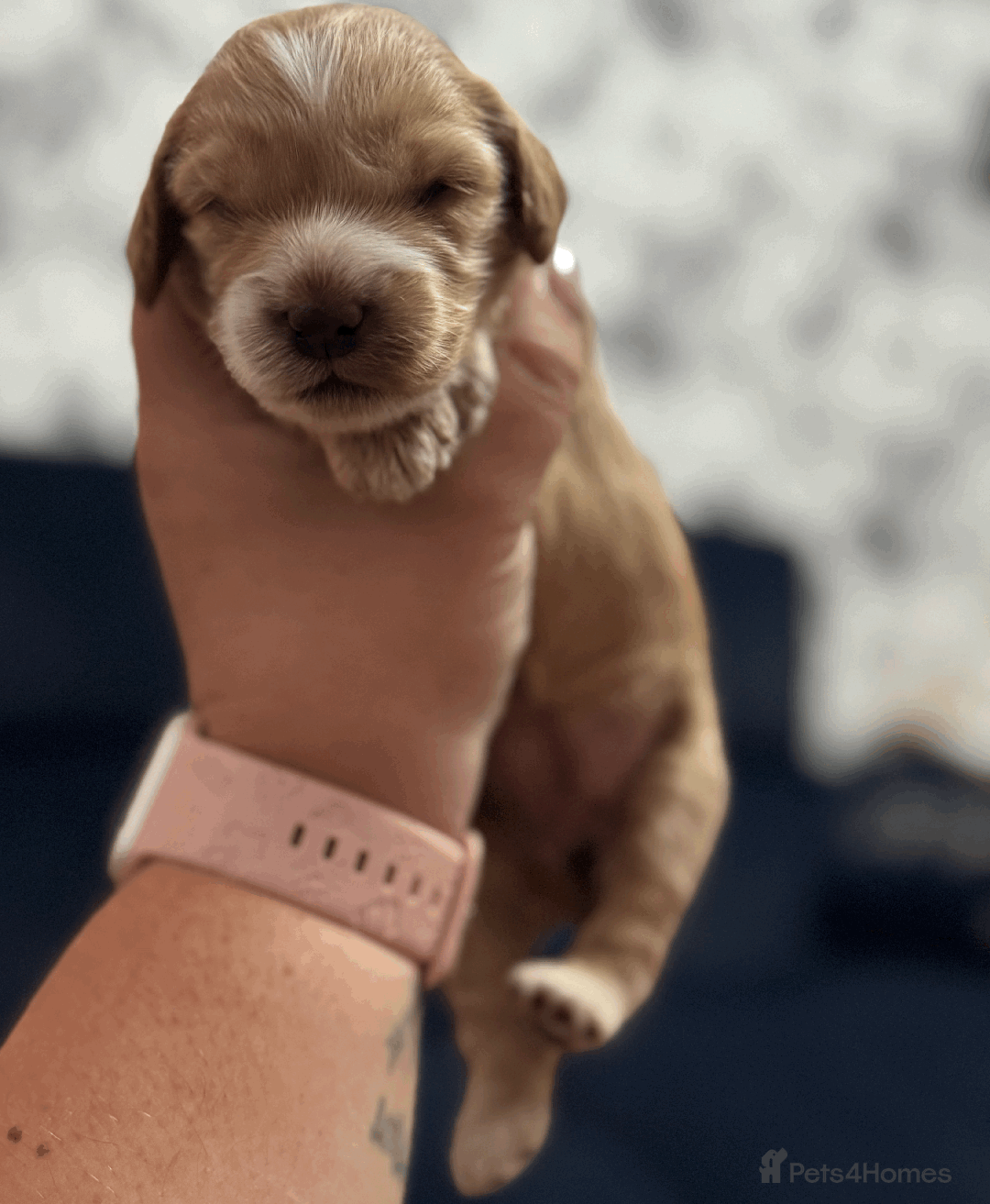 Cockapoo dogs for sale: Mirabelle's Enchanting Pups ✨ - Image 15