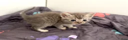 Mixed Breed cats for sale: Fluffy Kittens For Sale in Barry - Advert 5