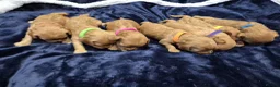 Cavapoo dogs for sale: Adorable F1 Cavapoo puppies - Advert 3