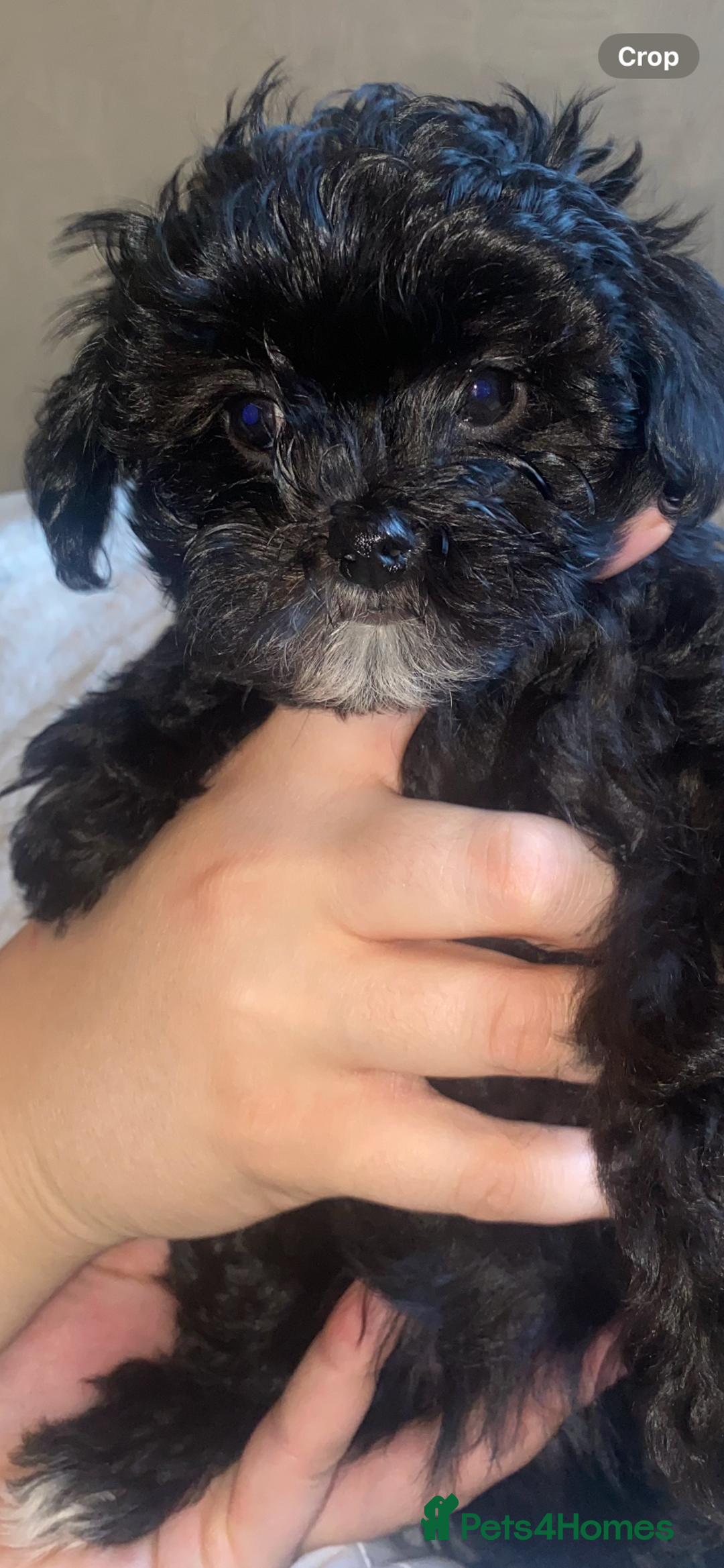 Maltipoo dogs for sale: Rare micro toy teddyface Korean/Asian maltipoos😍 - Advert 23