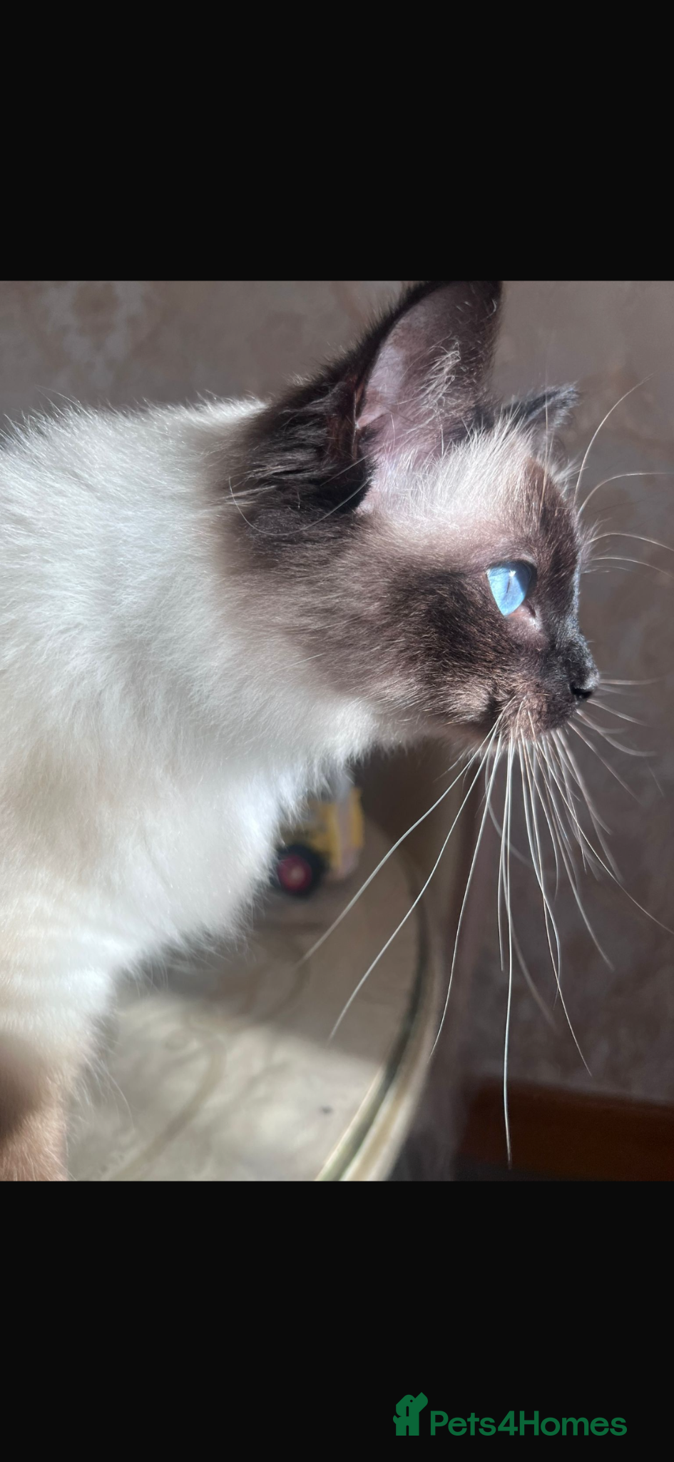 Ragdoll cats Female ragdoll cat  - Advert 3