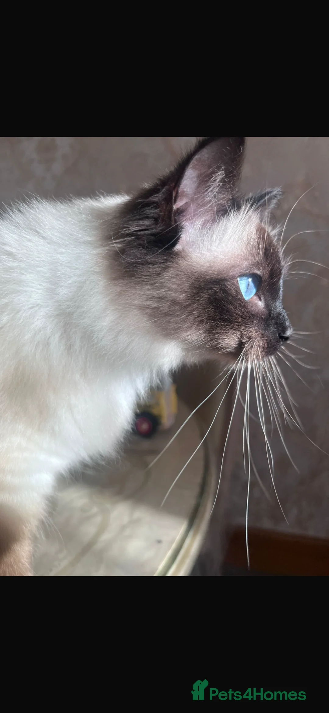 Ragdoll cats for sale: Female ragdoll cat  - Advert 1