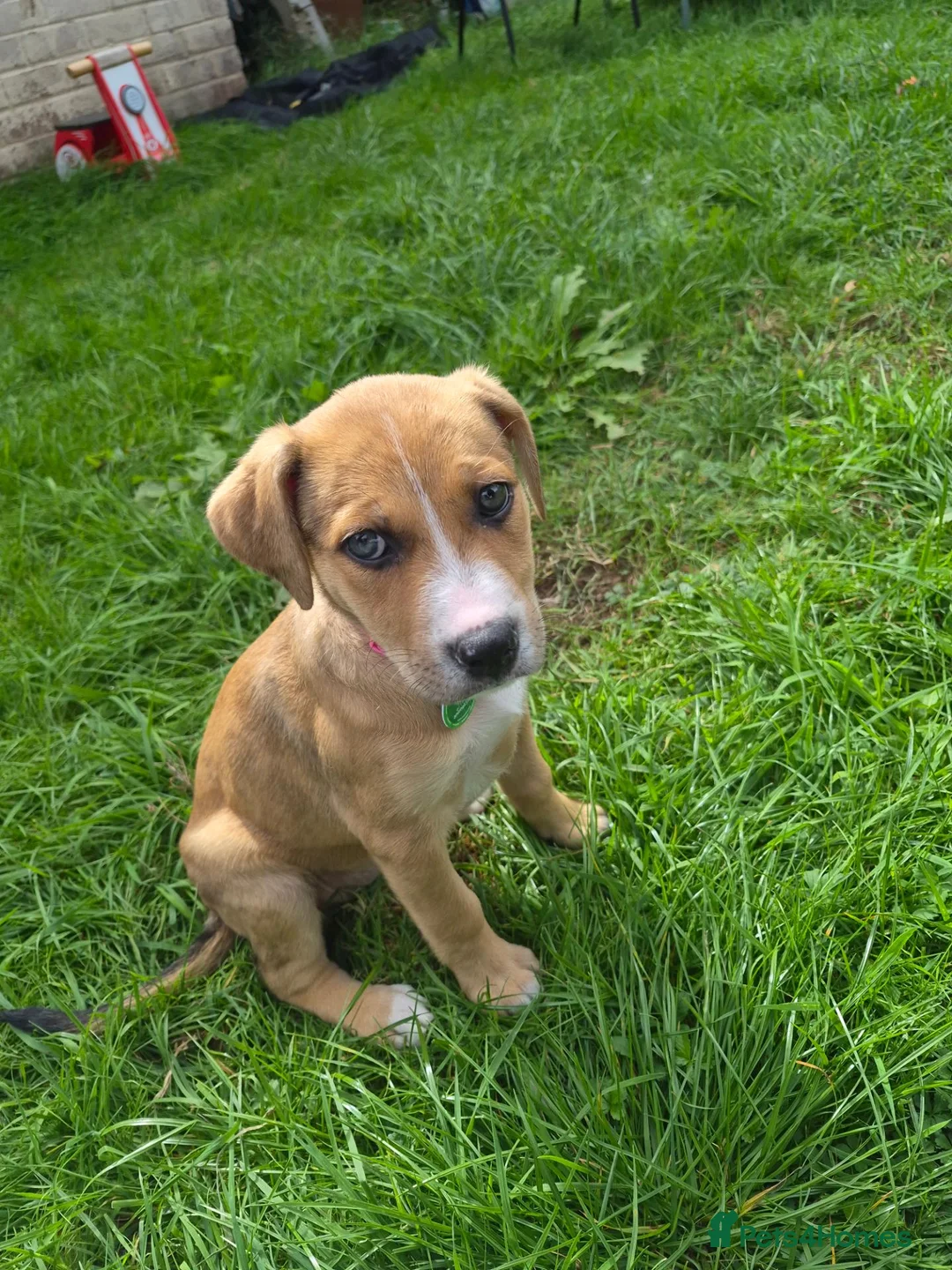 Mixed Breed dogs for sale: Staffy cross german sheppard pup in Grimsby - Advert 3