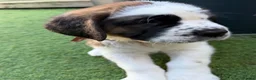Saint Bernard dogs for sale: Exceptional St Bernard Puppies - Advert 4