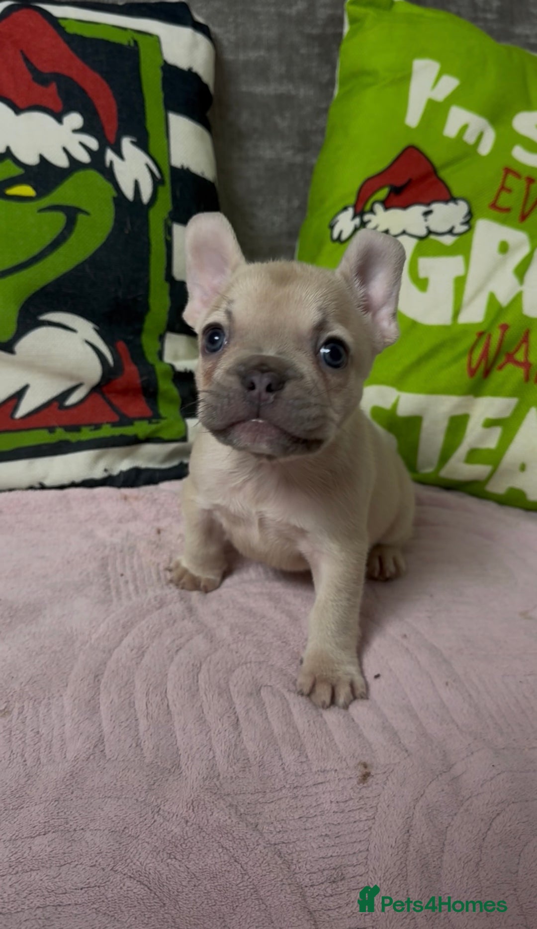 French Bulldog dogs for sale: 🐾 LAST PUPPY AVAILABLE –(Micro-Expected) – £900 - Advert 20
