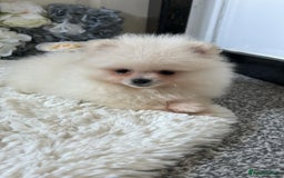 Pomeranian dogs for sale: 3 tiny girls ready now*price reduced £2000 - Advert 14