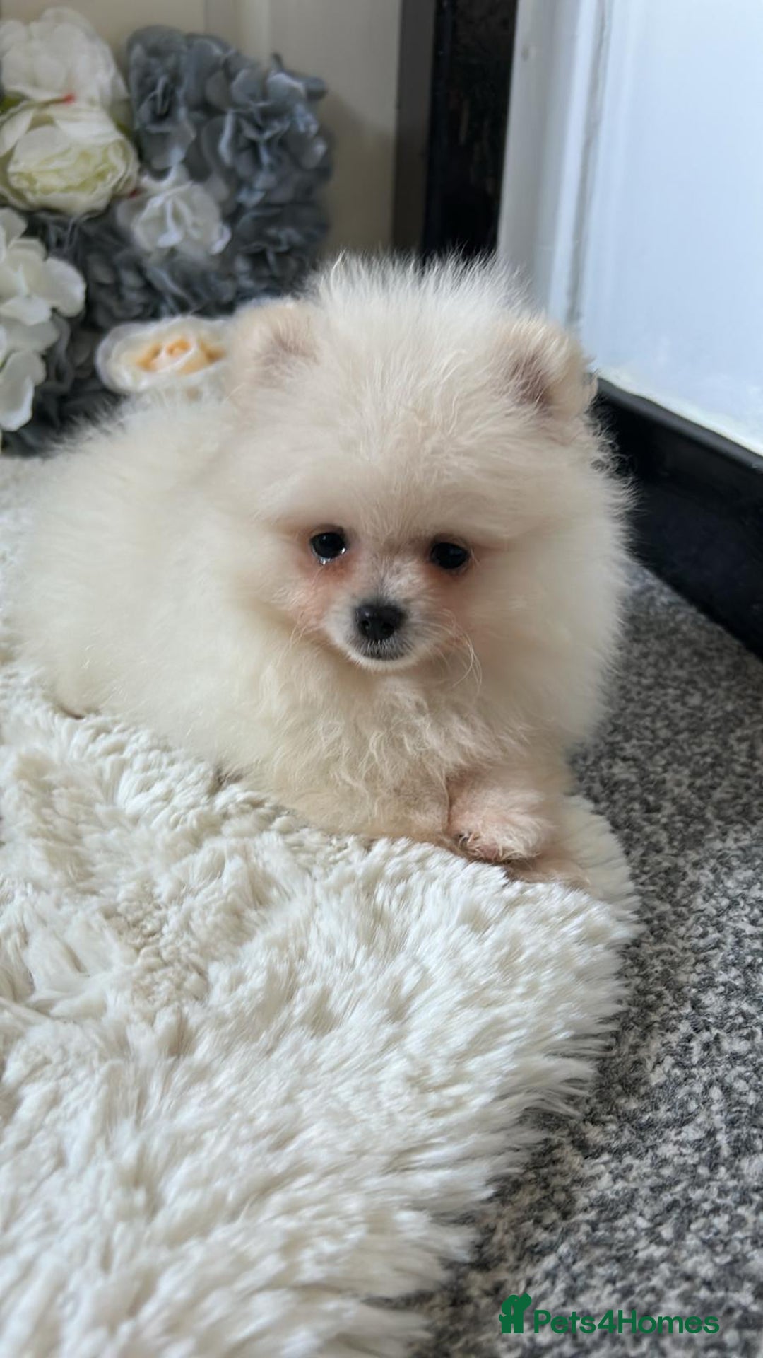 Pomeranian dogs for sale: 3 tiny girls ready now*price reduced £2000 - Advert 14