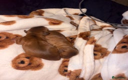 Mixed Breed dogs for sale: ❣️ beautiful Puppie’s ❣️ - Image 10