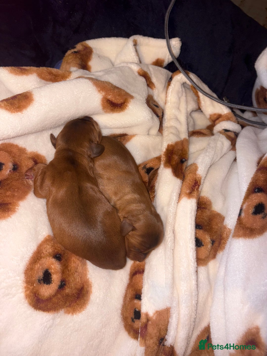 Mixed Breed dogs for sale: ❣️ beautiful Puppie’s ❣️ - Image 10