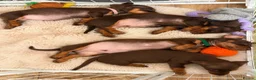Miniature Dachshund dogs for sale: Exceptional Miniature Dachshund Puppies  in Romford - Advert 5
