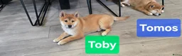 Japanese Shiba Inu dogs for sale: Foxy little shibas - Advert 11