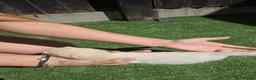 Ferret rodents for sale: Beautiful silver female  - Advert 5