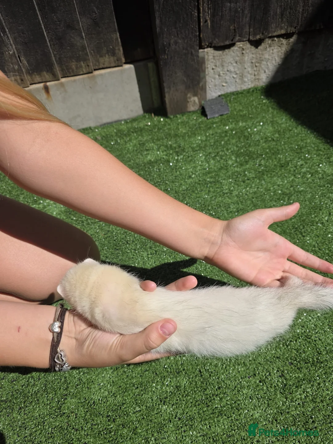 Ferret rodents for sale: Beautiful silver female  - Advert 5