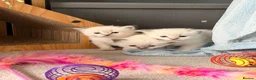 Ragdoll cats for sale: Beautiful Ragdoll kittens - Advert 5