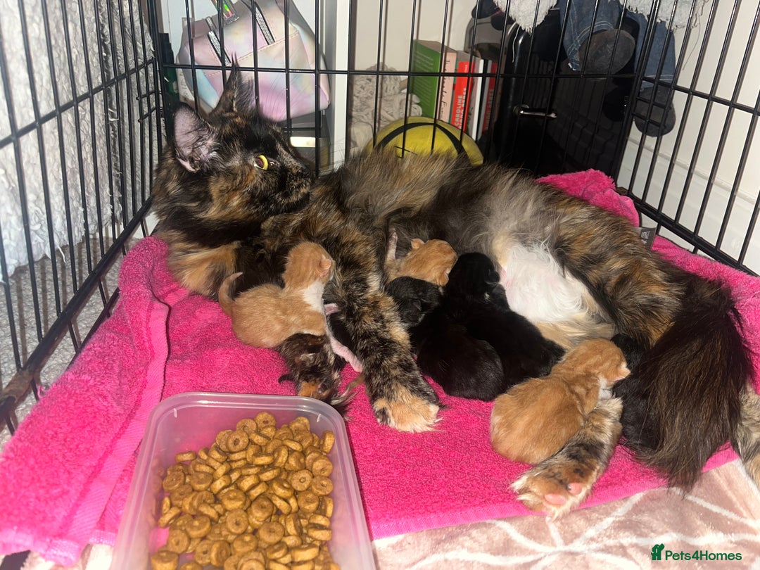 Maine Coon cats for sale: Beautiful Maine Coon X Kittens - Image 26