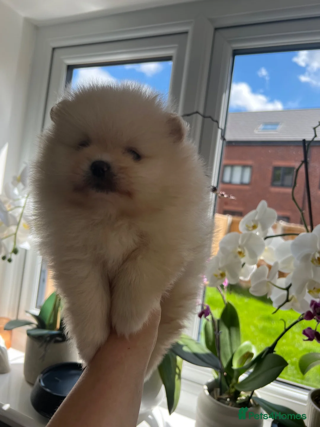 Pomeranian dogs for sale: Small Beautiful Pomeranian Boy  - Advert 2