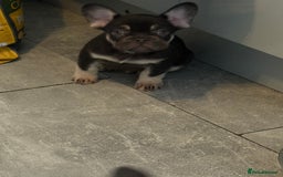 French Bulldog dogs for sale: Nacho  - Image 1