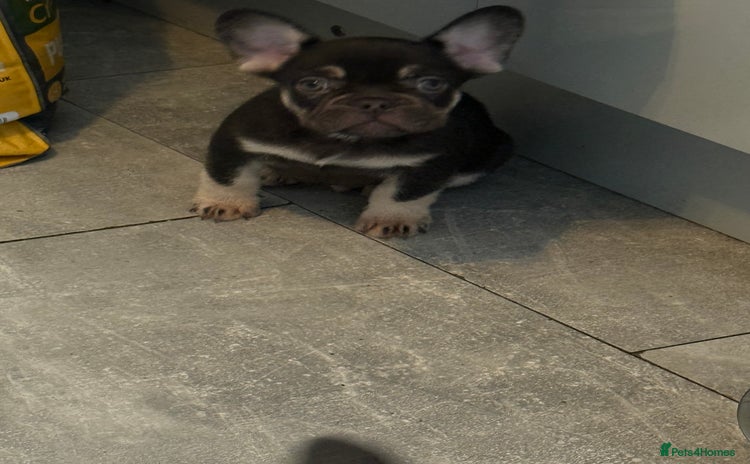 French Bulldog dogs - Advert 10