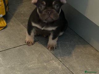 French Bulldog dogs - Advert 15